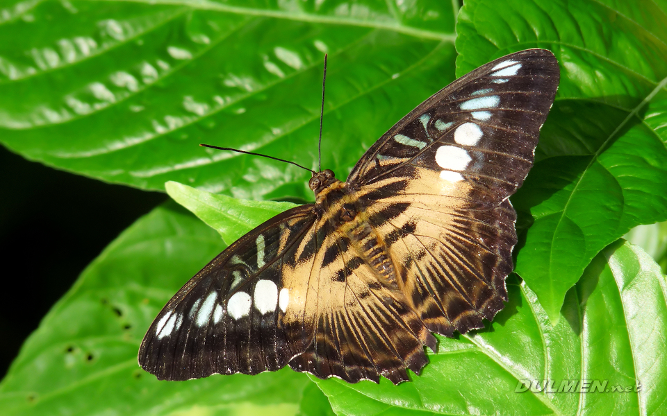 Brown Clipper (Parthenos silvia)